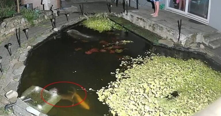 Beautiful town on edge of Lake District terrorised by ‘killer’ otters | UK | News