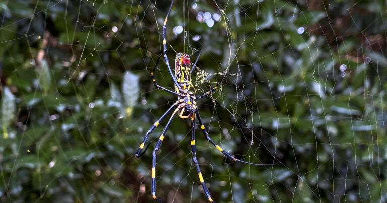 Giant “flying” Joro spiders love big cities. A new study found their ability to chill out in stressful situations may be why