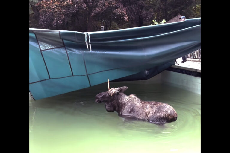 There’s a Moose on the Loose—in a New Hampshire Swimming Pool