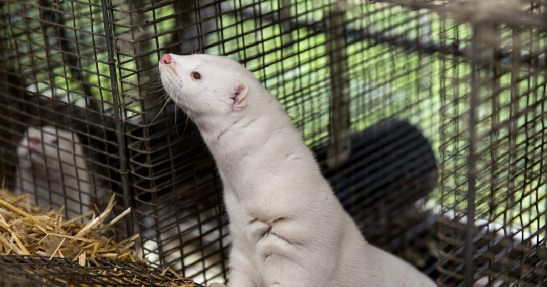 2 Arrested After 200 Minks Released From Pennsylvania Fur Farm