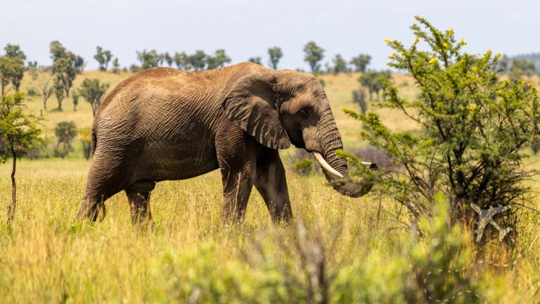 Pilanesberg National Park is an incredible way to see the Big Five