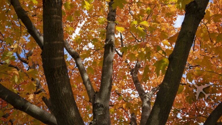 A Journey Through Autumn’s Splendor