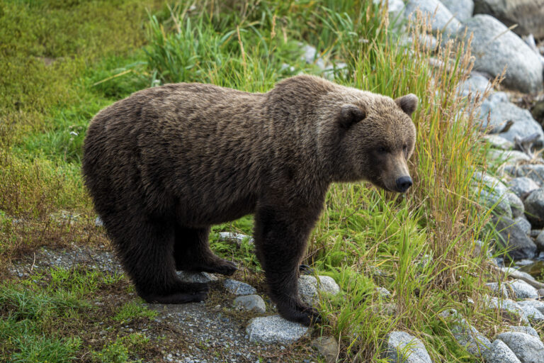 Deer Hunter Killed in Apparent Bear Mauling in Alaska, Officials Say