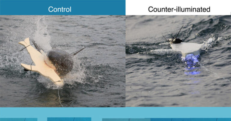 Study finds great white sharks less likely to attack surfboards with bright lights: “Like an invisibility cloak”