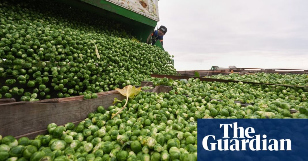 Brussels sprouts will be 25% bigger this year, and may be sexier too | Food & drink industry