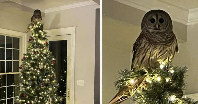 Moment family stunned as owl flies into home and sits on top of Christmas tree | World | News