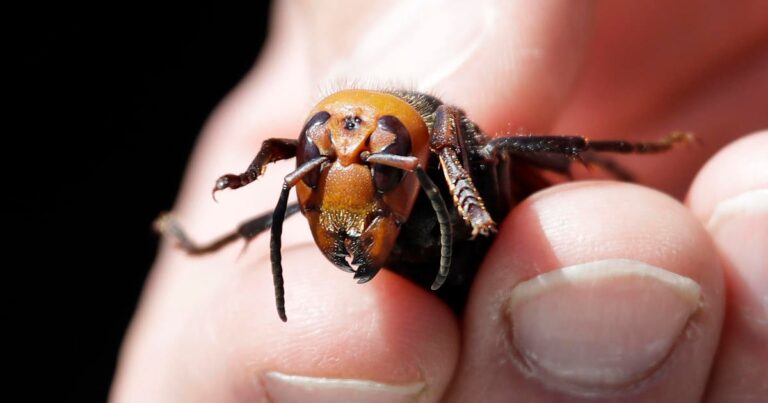 “Murder hornets” eradicated in the U.S., agriculture officials say