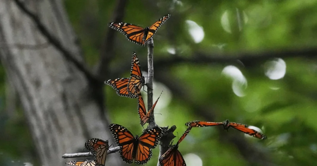 US Wildlife Officials Plan to List Monarch Butterflies as Threatened Species