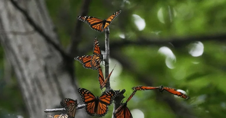 US Wildlife Officials Plan to List Monarch Butterflies as Threatened Species