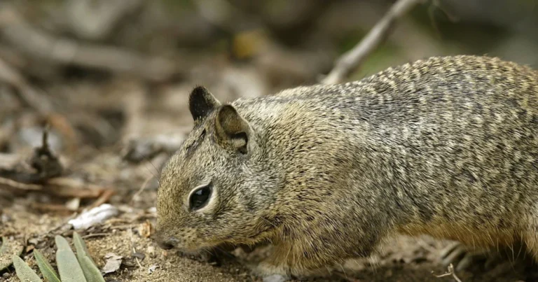 Some California Squirrels Found to Be Carnivorous by Scientists