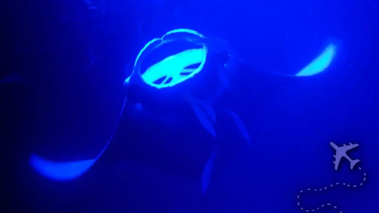 Swim with Manta Rays: Hawaii’s remarkable underwater adventure