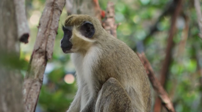 Florida Police Warns Residents to Avoid Monkeys Roaming Loose