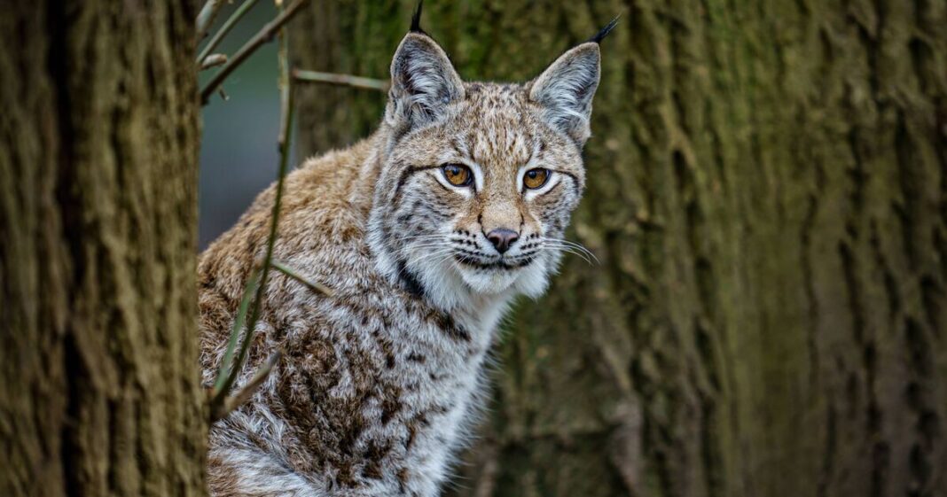 Police hunt for two lynx amid fears of ‘illegal release’ in UK | UK | News