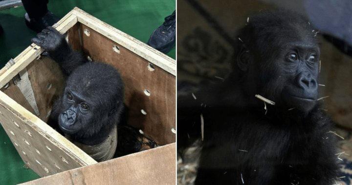 Baby gorilla recovering after rescue from cargo hold of plane in Turkey – National
