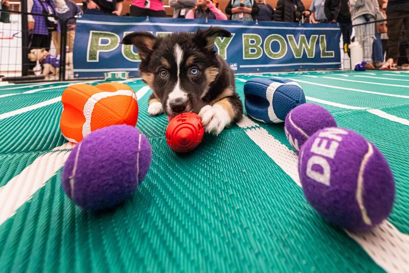 Denver International Airport and Denver Animal Shelter Unite for a Special Puppy Bowl Event That Encourages Pet Adoptions and Responsible Ownership