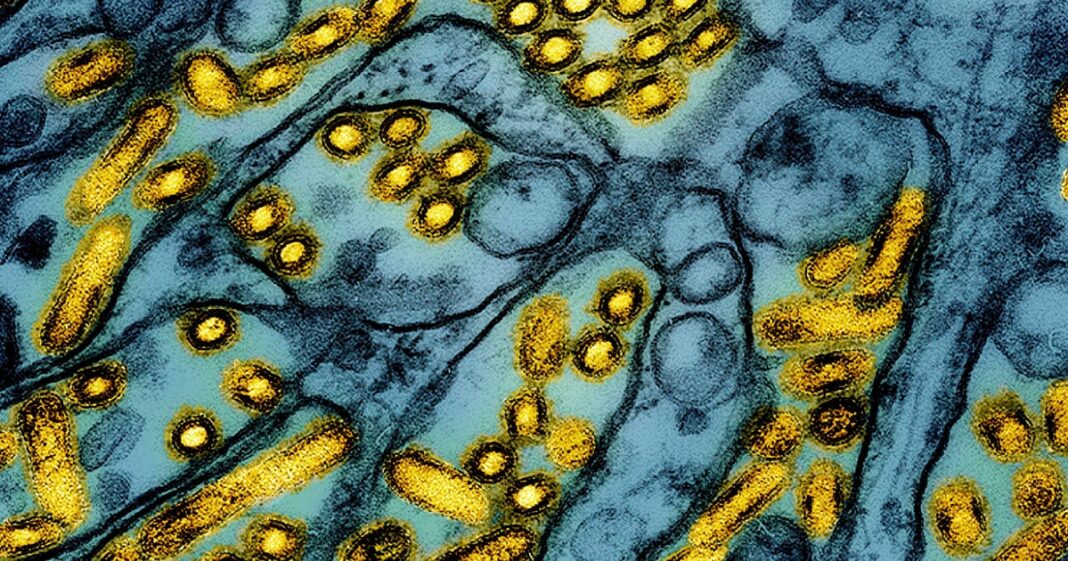 1739590806_bird-flu.jpg