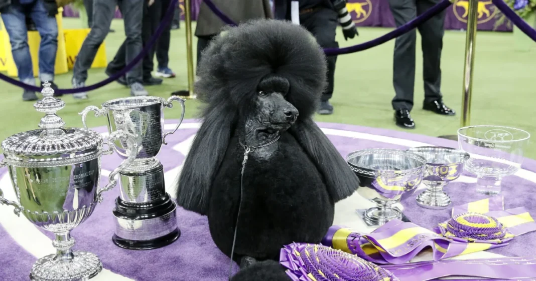 Dog Show 101: What’s What at Westminster Kennel Club