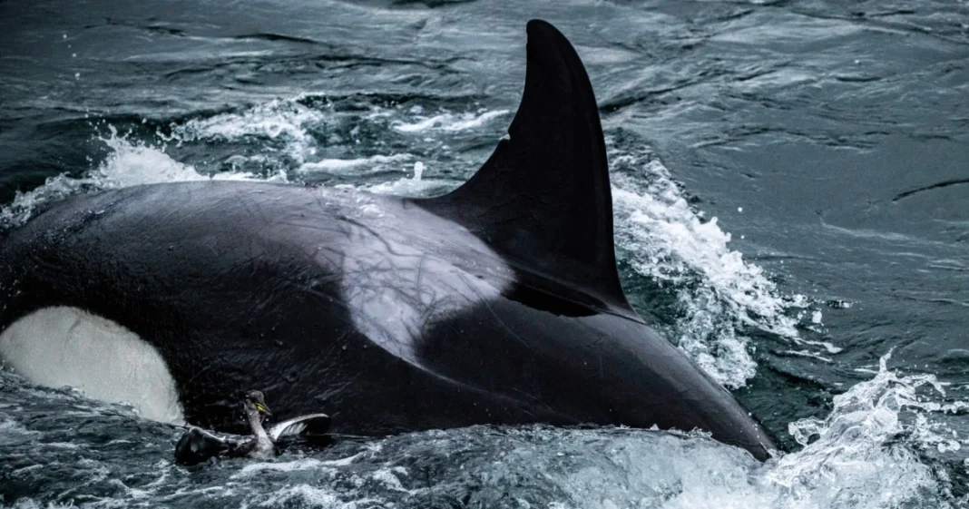Killer Whales Amaze Seattle Onlookers With Rarely Seen Bird Hunt
