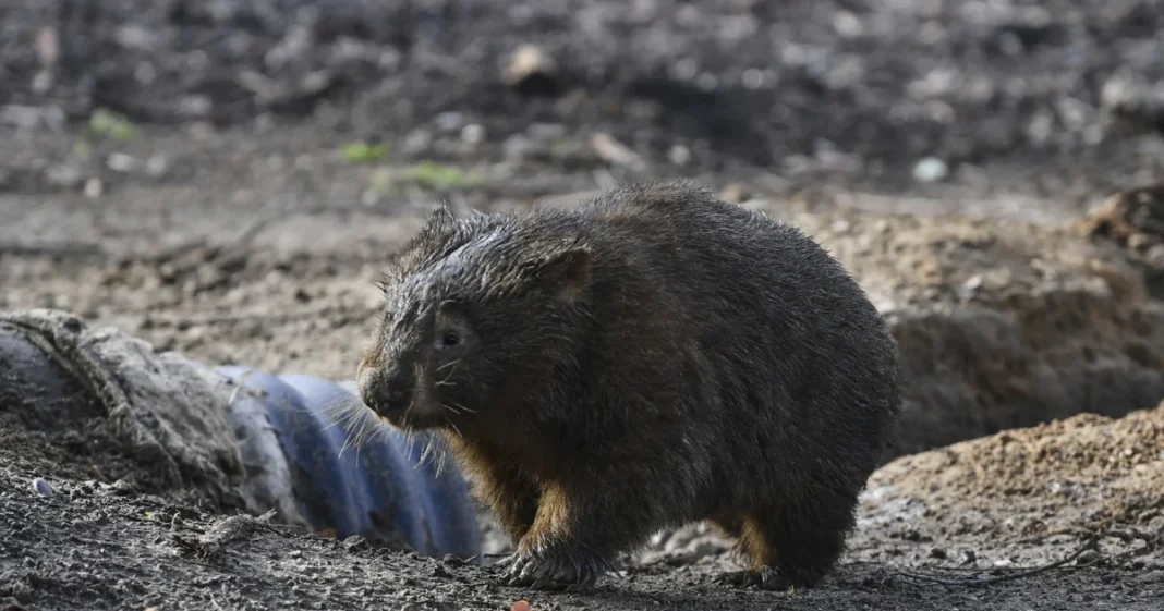 US Influencer Issues Apology for Snatching Baby Wombat in Australia