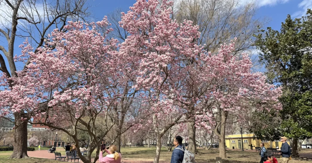Cherry Blossoms Near Peak Bloom in Washington