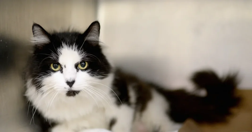 Two House Cats Infected With Bird Flu in NYC