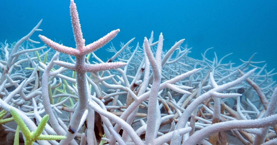 Latest coral reef bleaching is worst on record, turning 84% pale white, surveys show