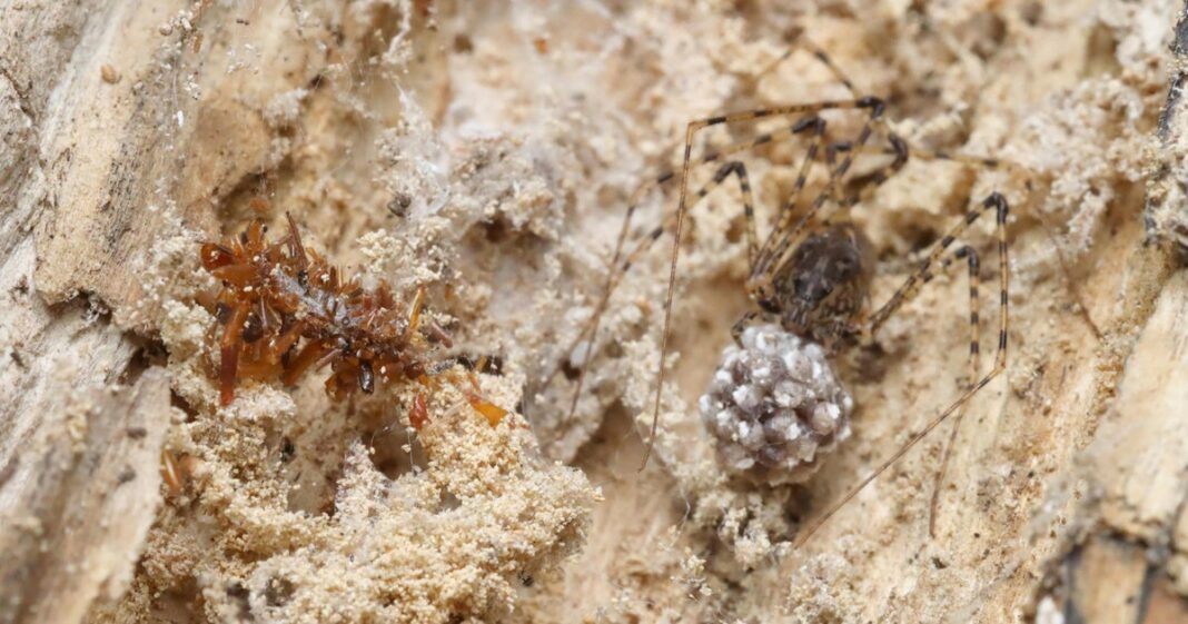 “Bone collector” caterpillar disguises itself in the remains of its prey, scientists say