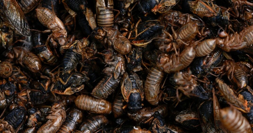 Cicada maps show where the noisy insects will emerge in the U.S. this spring