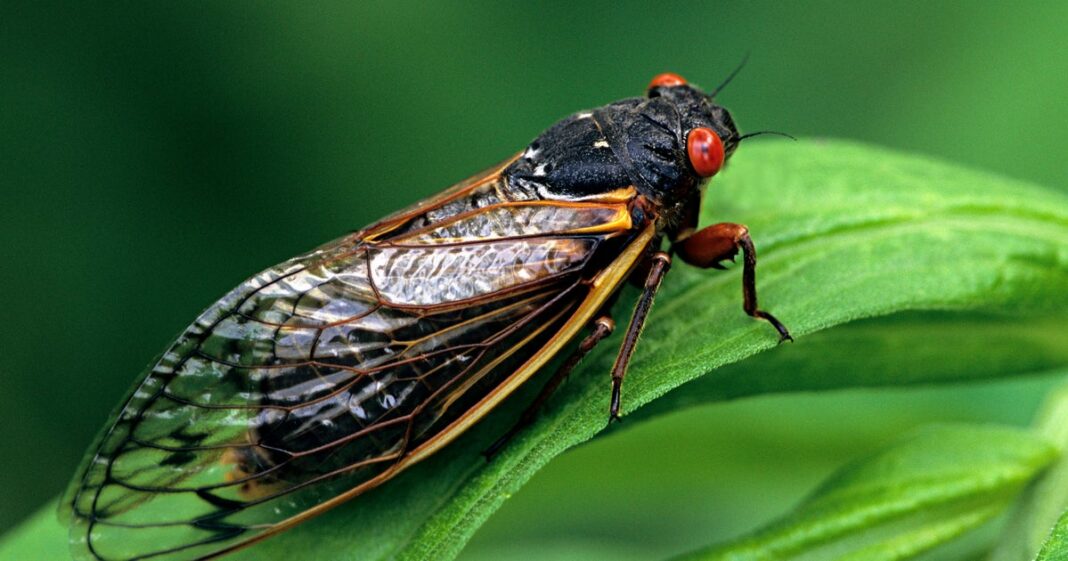 Cicada Brood XIV is emerging in 2025. Here’s what to know about the periodical bugs.