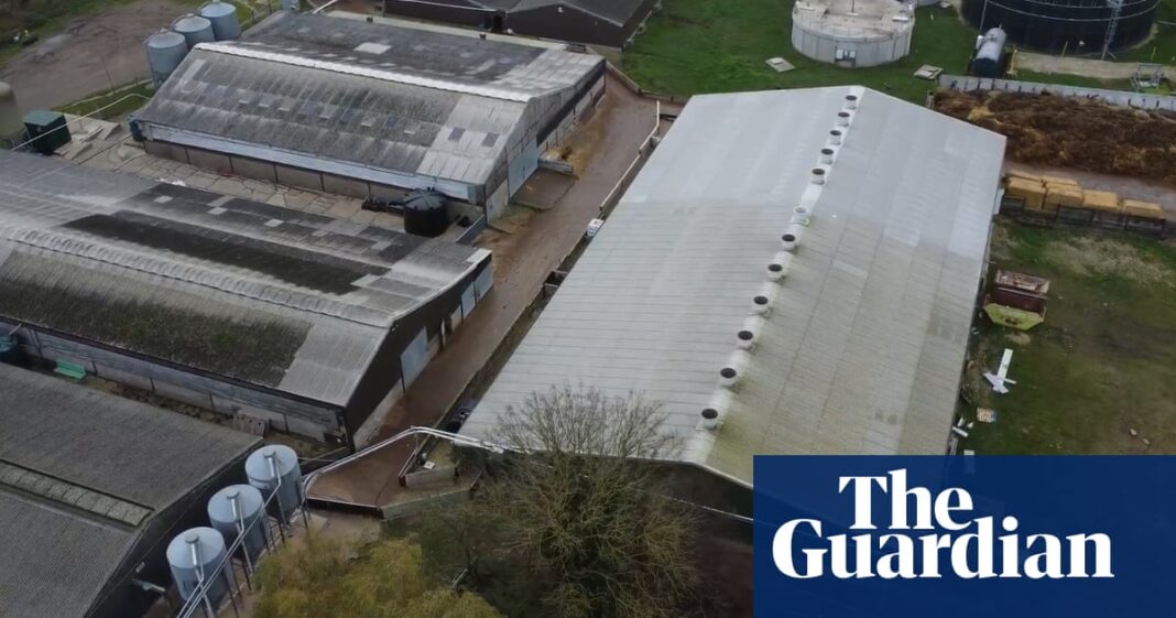UK supermarkets suspend supplies from Lincolnshire pig farm over cruelty claims | Meat industry