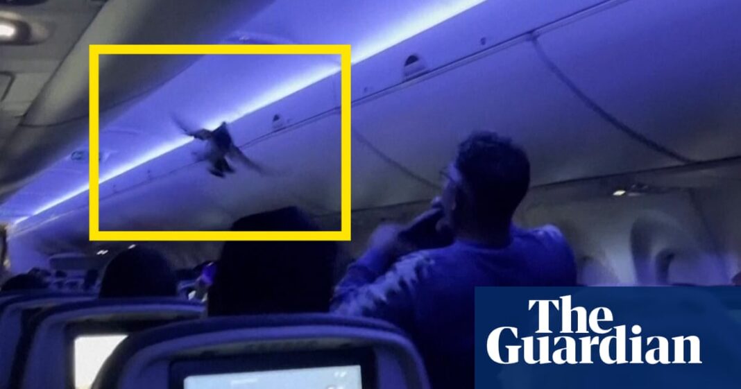 Pigeon causes chaos on Delta Air Lines flight – video | Air transport