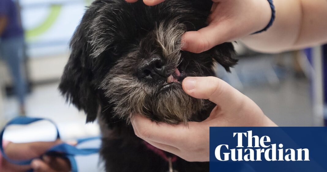 Vet complaint process in UK often ‘stacked against pet owners’ | Veterinary medicine