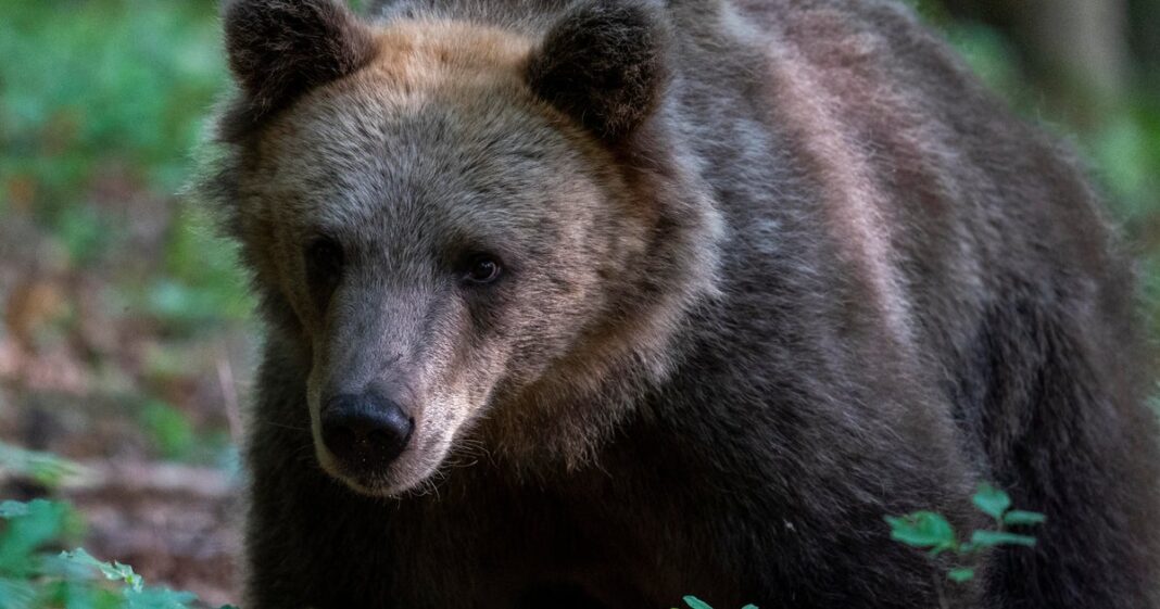 Bear attacks and critically injures woman walking her dog in Slovenia forest