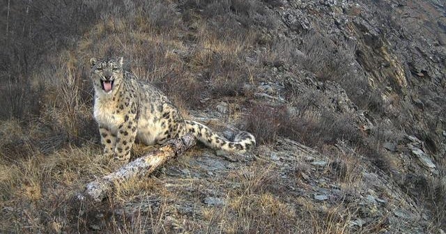Former hunters helping to save endangered snow leopards