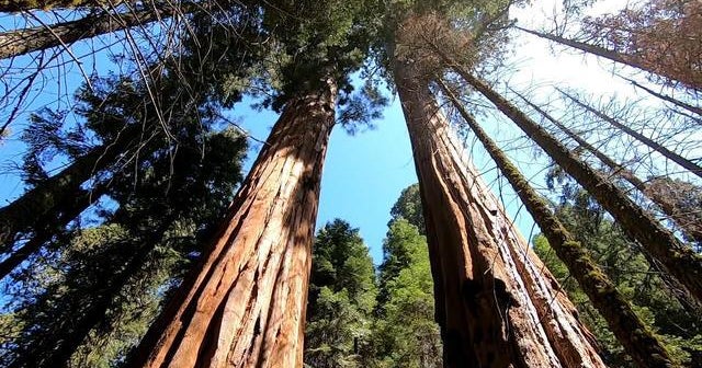 How drought is impacting giant sequoia trees