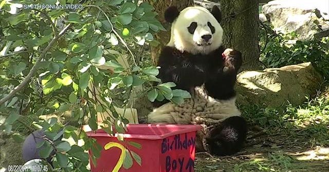 Bei Bei the giant panda leaving the National Zoo for China