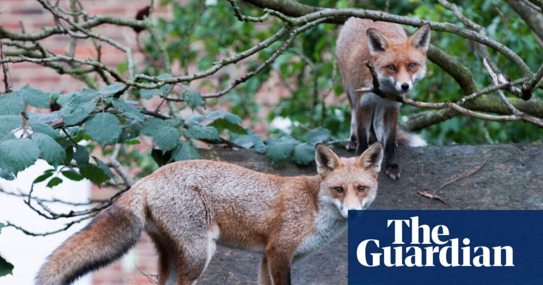 Google battling ‘fox infestation’ on roof of £1bn London office | London