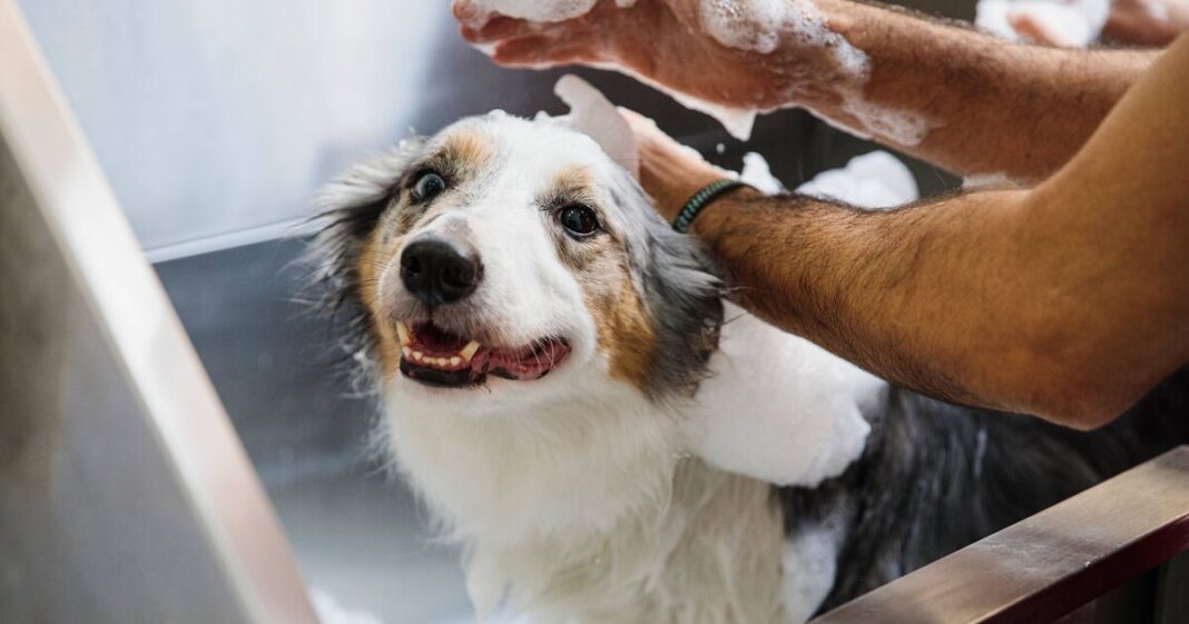 Woman who quit 9-5 job to be dog groomer shares what she’s earning now