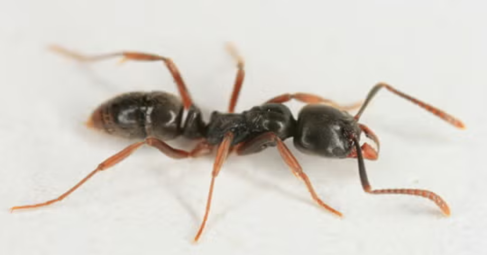 Asian needle ants with a potentially fatal sting have spread across multiple states. Here’s what to know.