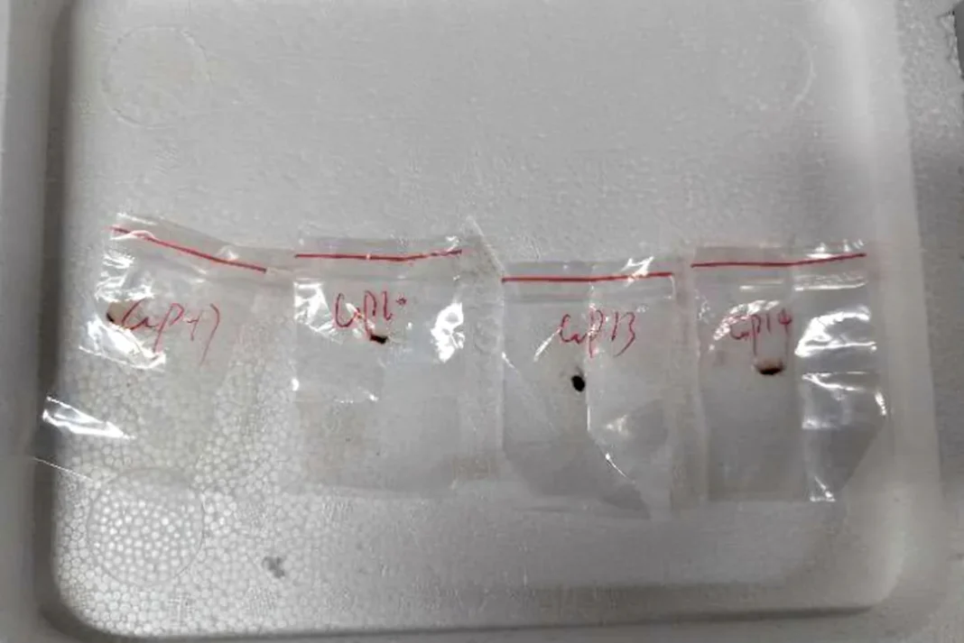 id1071484-fungus-AP25154663671197.jpg.webp.webp
