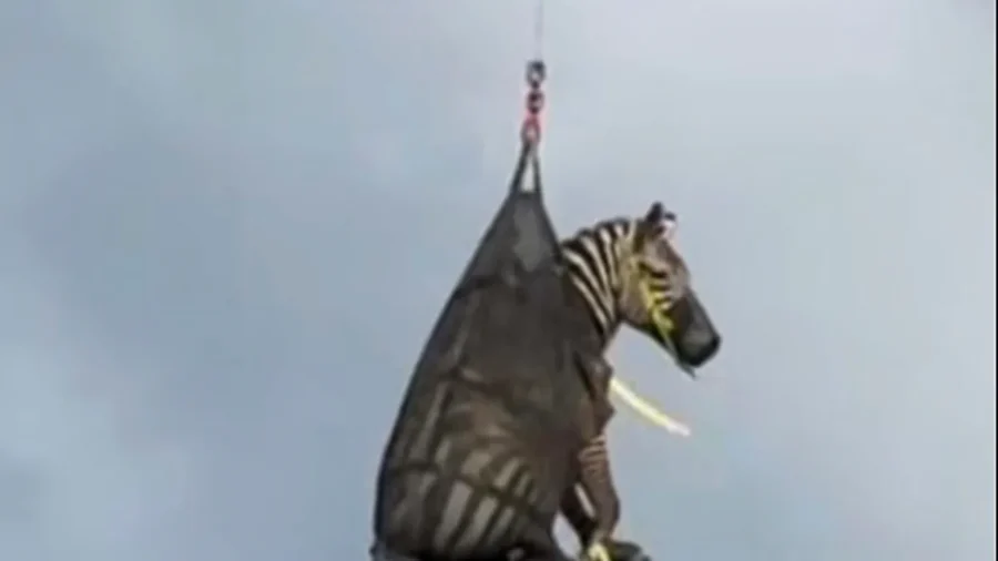 Runaway Pet Zebra Has Been Captured in Tennessee