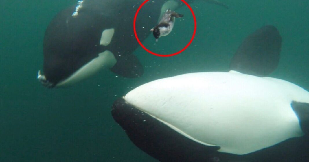 Killer whales spotted giving gifts to humans in random acts of kindness | World | News