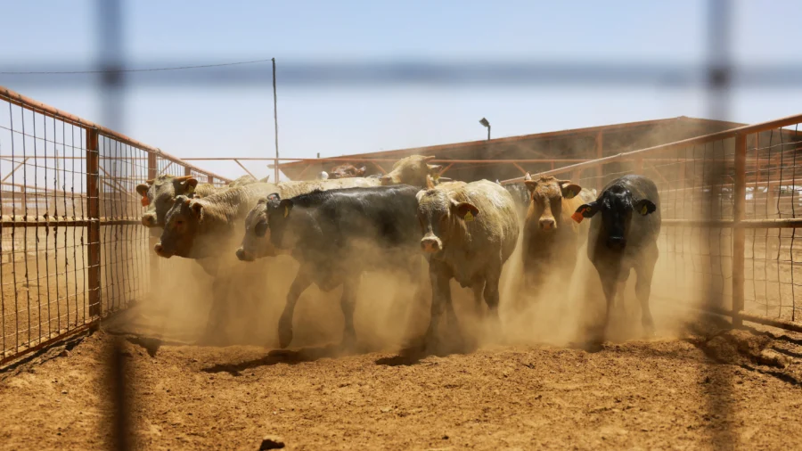 USDA Reopens Southern Border Ports for Livestock After Screwworm Outbreak
