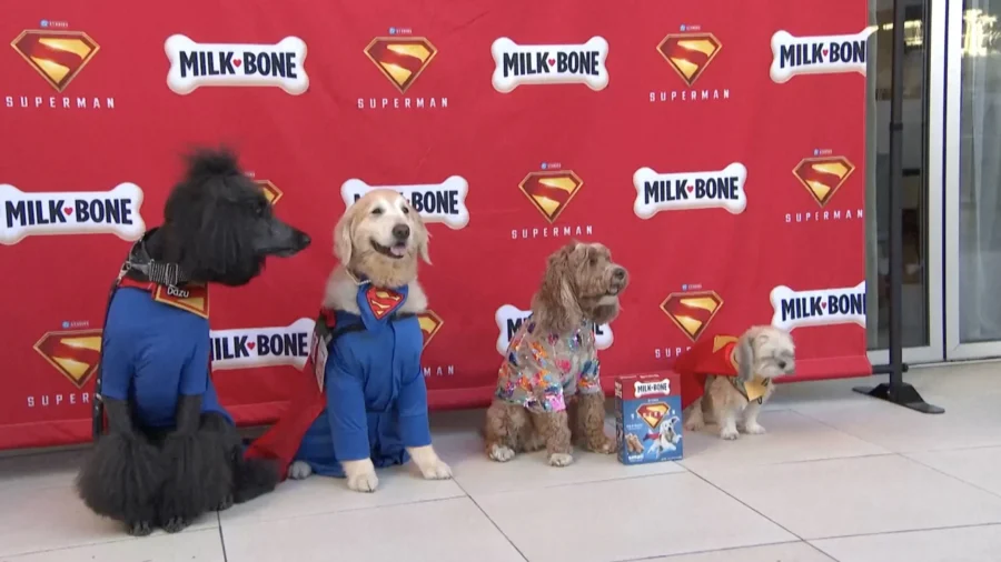 Super Dogs Attend ‘Superman’ Screening in LA