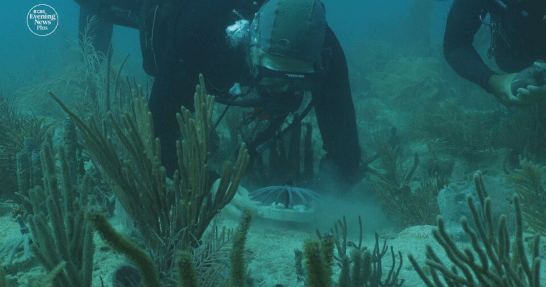 Crossbreeding corals from Honduras could help protect Florida’s coast. Here’s how it was done.