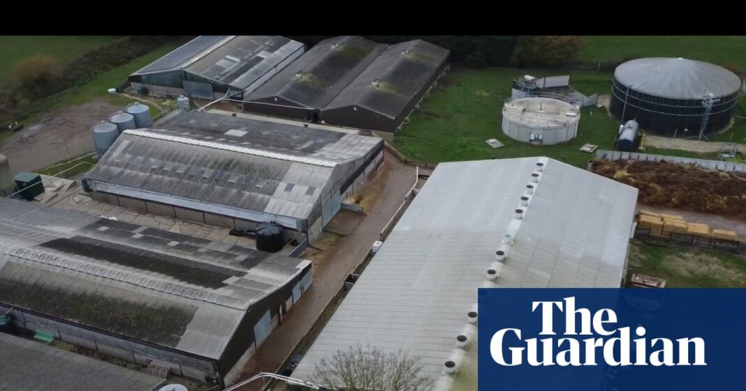 Supermarkets suspend supplies from Lincolnshire pig farm after covert filming of animal abuse | Animal welfare