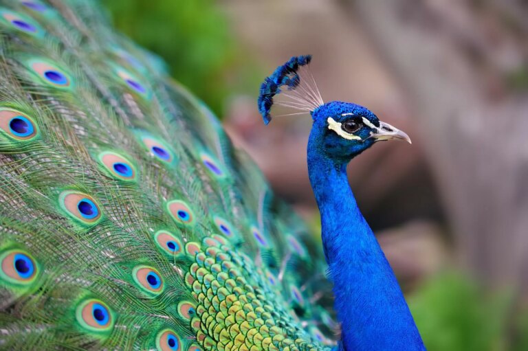 Scientists transform peacock feathers into tiny biological laser beams