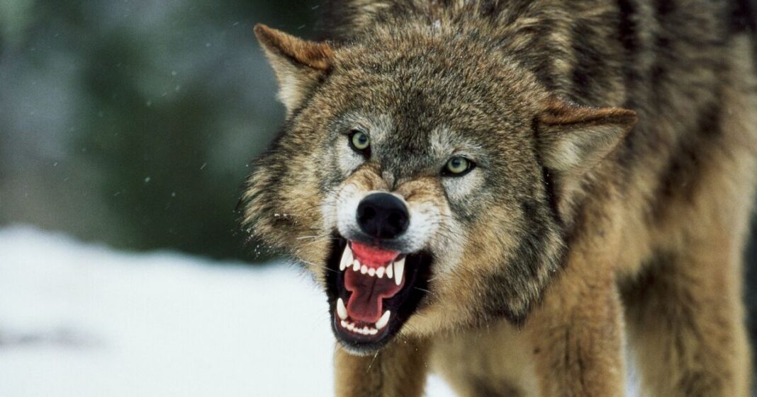 Horror as boy, 6, is dragged into woods by wolf in front of terrified mum | World | News