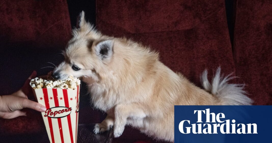 The rise of dog-friendly cinema screenings: ‘We never have to break up fights – there’s enough trouble with the humans’ | Dogs
