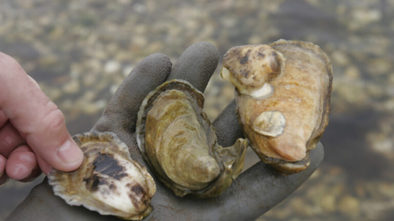 2 People Died After Eating Raw Oysters, Catching Flesh-Eating Bacteria: Officials
